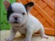 chiots bouledogue fran&ccedil;ais