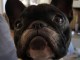 D&eacute;sir adopter gratuitement un bouledogue fran&ccedil;ais