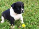 magnifiques Chiots Bouledogue Fran&ccedil;ais