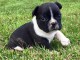 magnifiques Chiots Bouledogue Fran&ccedil;ais