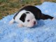 Chiots Boston Terrier &Acirc;g&eacute;s de 3 mois  
