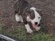  2 femelles bully crois&eacute; bouledogue am&eacute;ricain 