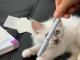 Chaton sacr&eacute; de Birmanie a donner