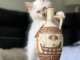 Chaton sacr&eacute; de Birmanie a donner