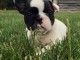 magnifiques Chiots Bouledogue Fran&ccedil;ais