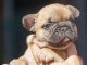 Magnifique BOULEDOGUE FRANCAIS A DONNER