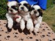 Dons Chiots Shih Tzu 1 m&acirc;le - 2 femelles