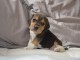  A DONNER CHIOTS BEAGLE &acirc;ge 3 mois 