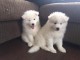 Chiots samoy&egrave;de pour votre famille
