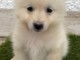 Chiots samoy&egrave;de disponible