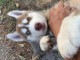  Chiot Husky sib&eacute;rien 