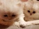 Adorables chatons british shorthair