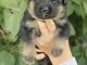  Chiots Berger allemand A DONNER n&eacute;s le 19/06/2020