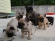 sublime Chiots bouledogue Fran&ccedil;ais