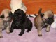 Tr&egrave;s beaux Chiots bouledogue Fran&ccedil;ais