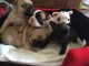 Beaux Chiots bouledogue Fran&ccedil;ais