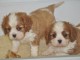 Magnifiques chiots Cavalier King Charles