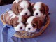 jolie chiots Cavalier King Charles