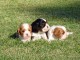 tr&egrave;s beaux chiots Cavalier King Charles