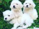 adorable chiots bichon maltais