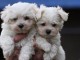 tr&egrave;s Beaux  chiots bichon maltais