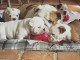 Magnifiques chiots bulldog anglais