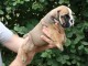 superbe chiots bulldog anglais