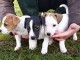 disponible chiot type jack russell