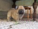 Tr&egrave;s Baux Chiots chow chow