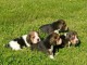 disponibles 3 chiots beagle