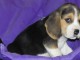 jolie chiots beagle disponible
