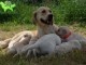 superbe chiots golden retriever