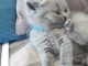 adorable chatons type British Shortair