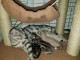 Disponible 2 chatons bengal