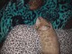 superbe chatons bengal 