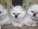 A Donner magnifique Chatons sacr&eacute; de birmanie