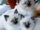A Donner adorable Chatons sacr&eacute; de birmanie