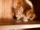 Adorable Chatons maine coon