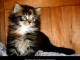 splendide Chatons maine coon A donner m&acirc;le te femelle