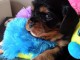 Adoption Chiots Cavalier King Charles M&acirc;le et Femelle