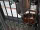 Perroquet male &eacute;lev&eacute;e main &agrave; adopter