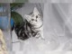 Deux chatons British shorthair &agrave; adopter