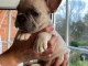 Bouledogue fran&ccedil;ais femelle &agrave; donner