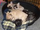  Chiots bouledogue fran&ccedil;ais lof