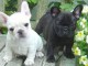  mignons chiots bouledogue fran&ccedil;ais