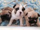  Bebe Bouledogue Fran&ccedil;ais