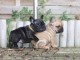  Chiots bouledogue fran&ccedil;ais lof