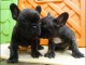  belle port&eacute;e de 5 chiots bouledogue fran&ccedil;ais 