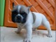  port&eacute;e de 5 chiots bouledogue fran&ccedil;ais