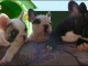  jolis petits Bouledogue Fran&ccedil;ais